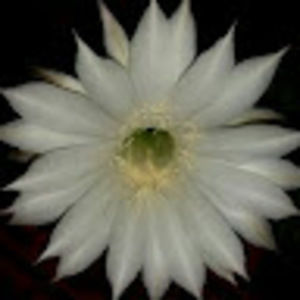 Meet your Posher, Gina